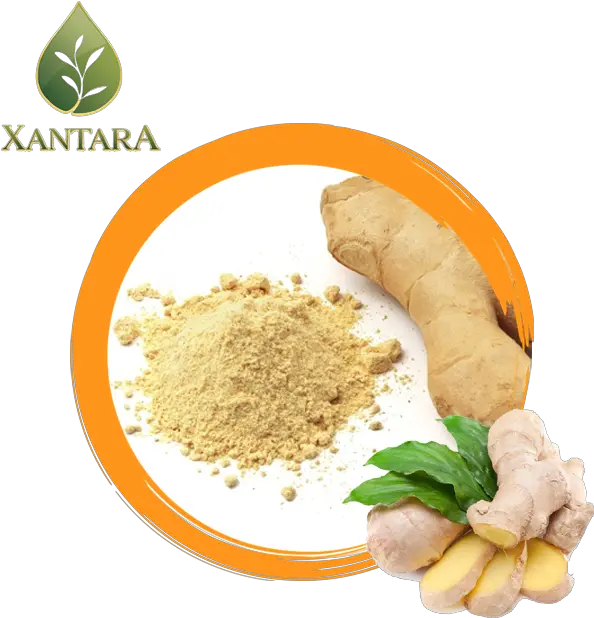  Buy Dry Ginger Powder Tea Sukku Powder Png Ginger Root Icon