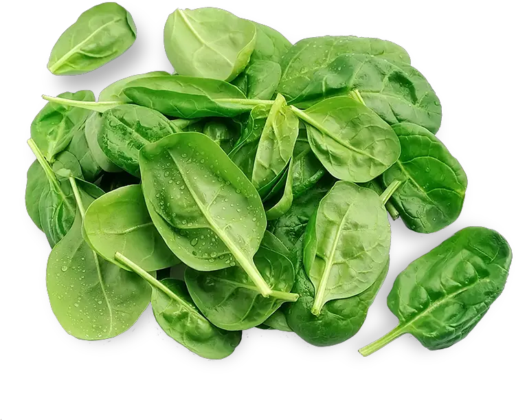  Download 3 Spinach Png Image With No Background Pngkeycom Tatsoi Spinach Png