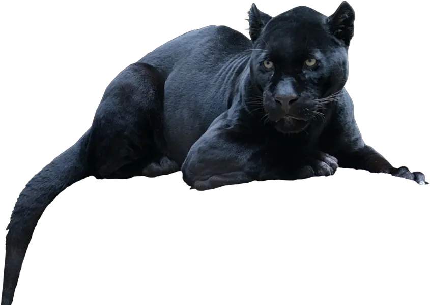  Jaguar Psd Official Psds Black Panther In Real Life Png Panther Transparent