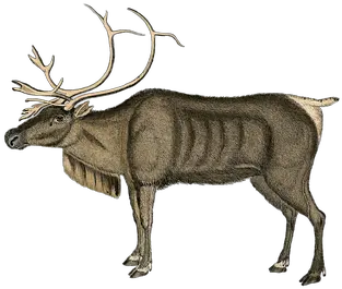  200 Free Reindeeranimal U0026 Reindeer Images Pixabay Reinsdyr Transparent Png Reindeer Transparent