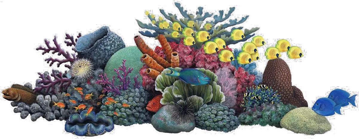  Coral Reef Clipart Png Coral Reef Transparent Background Coral Png