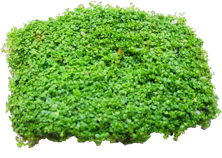  Download Baby Tears Moss Full Size Png Image Pngkit Moss Moss Png