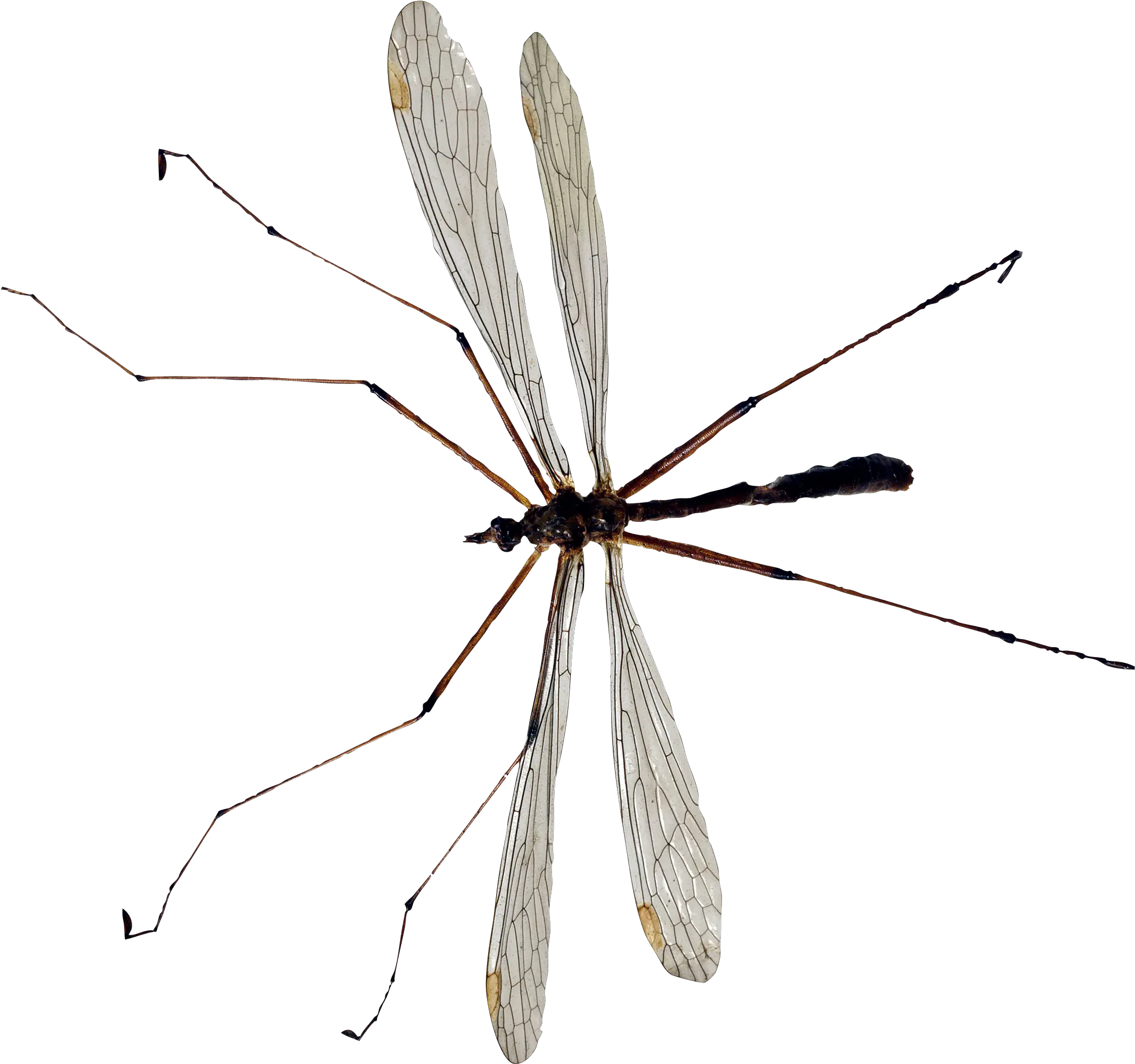  Download Mosquito Png Image For Free Daddy Long Legs Uk Mosquito Transparent