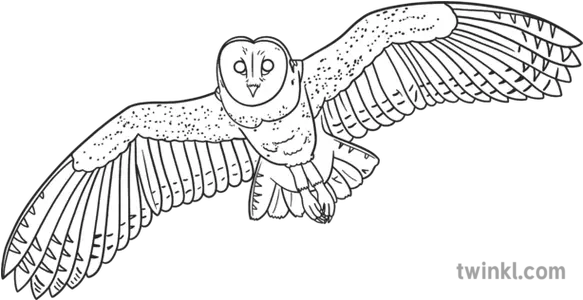  Barn Owl In Flight Black And White Rgb Owl Png Barn Owl Icon