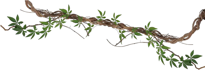  Download Branch 768x262 Hedge Bindweed Full Size Png Bindweed Png Hedge Png