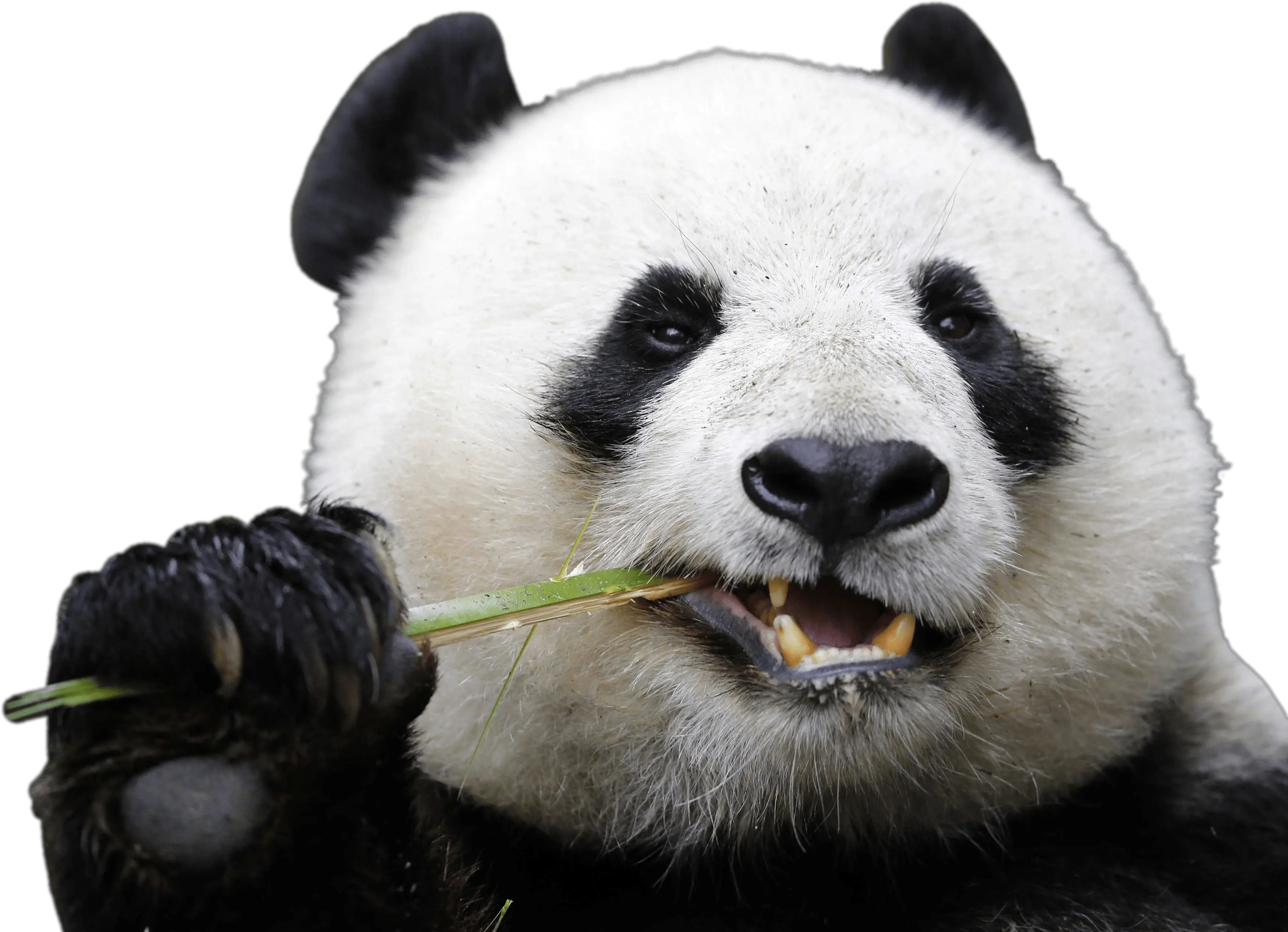  Eating Panda Transparent Png Stickpng Animals That Live In The Rainforest Eating Png