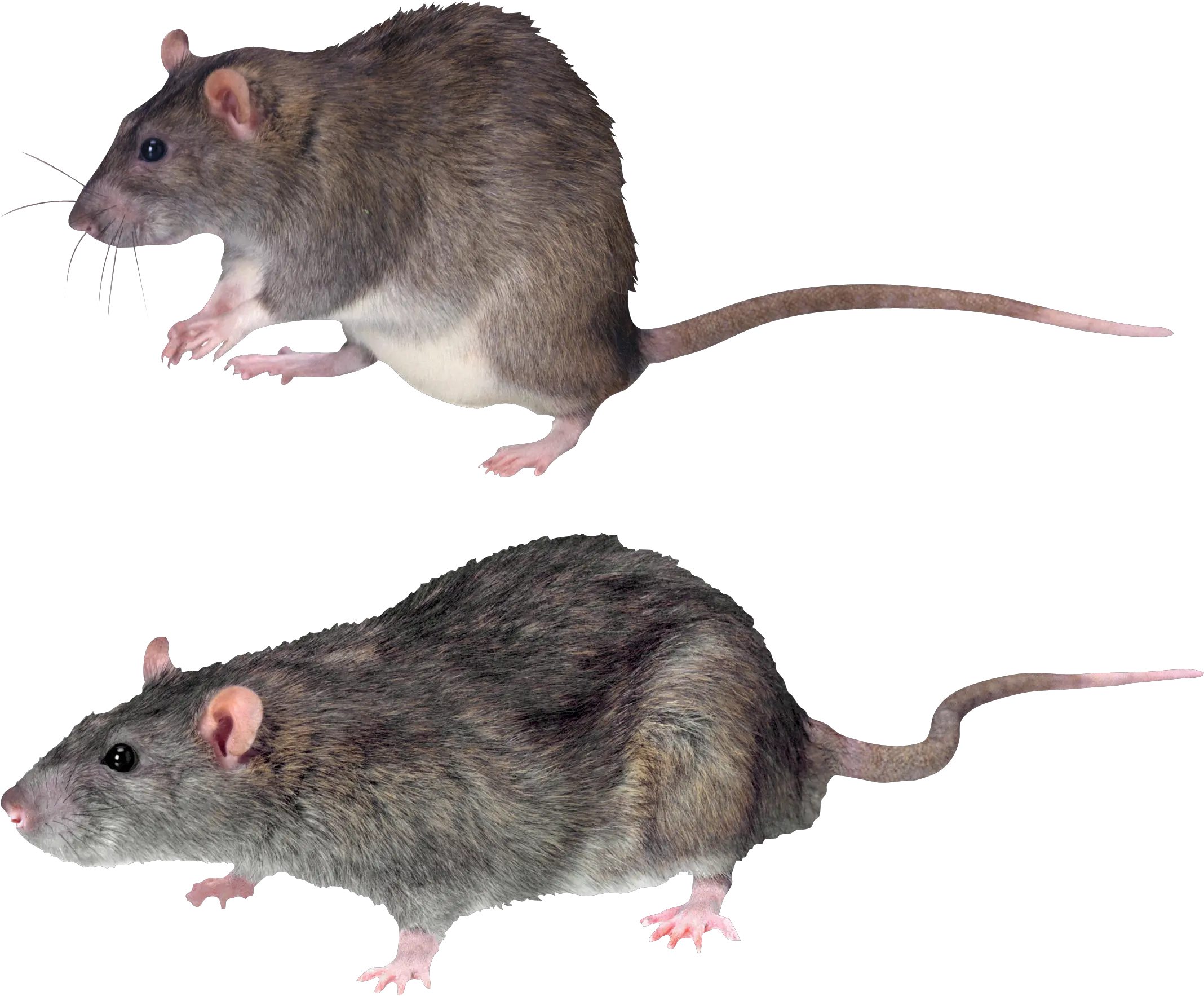  Rat Mouse Transparent Png Image Transparent Background Rat Transparent Rat Transparent