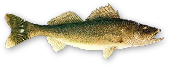  Download Minnesota State Fish Walleye Png Bass Fish Png