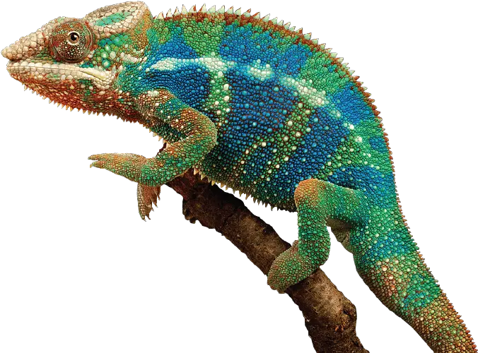  904244688 Chameleon V Png Chameleon Png