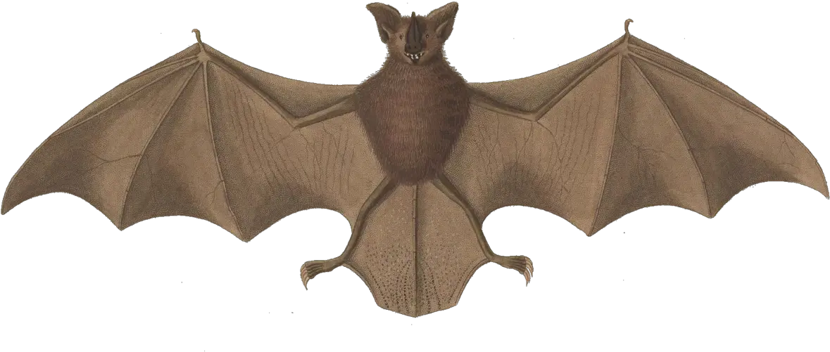  Long Legged Bat Wikipedia Little Brown Bat Image Public Domain Png Bats Transparent