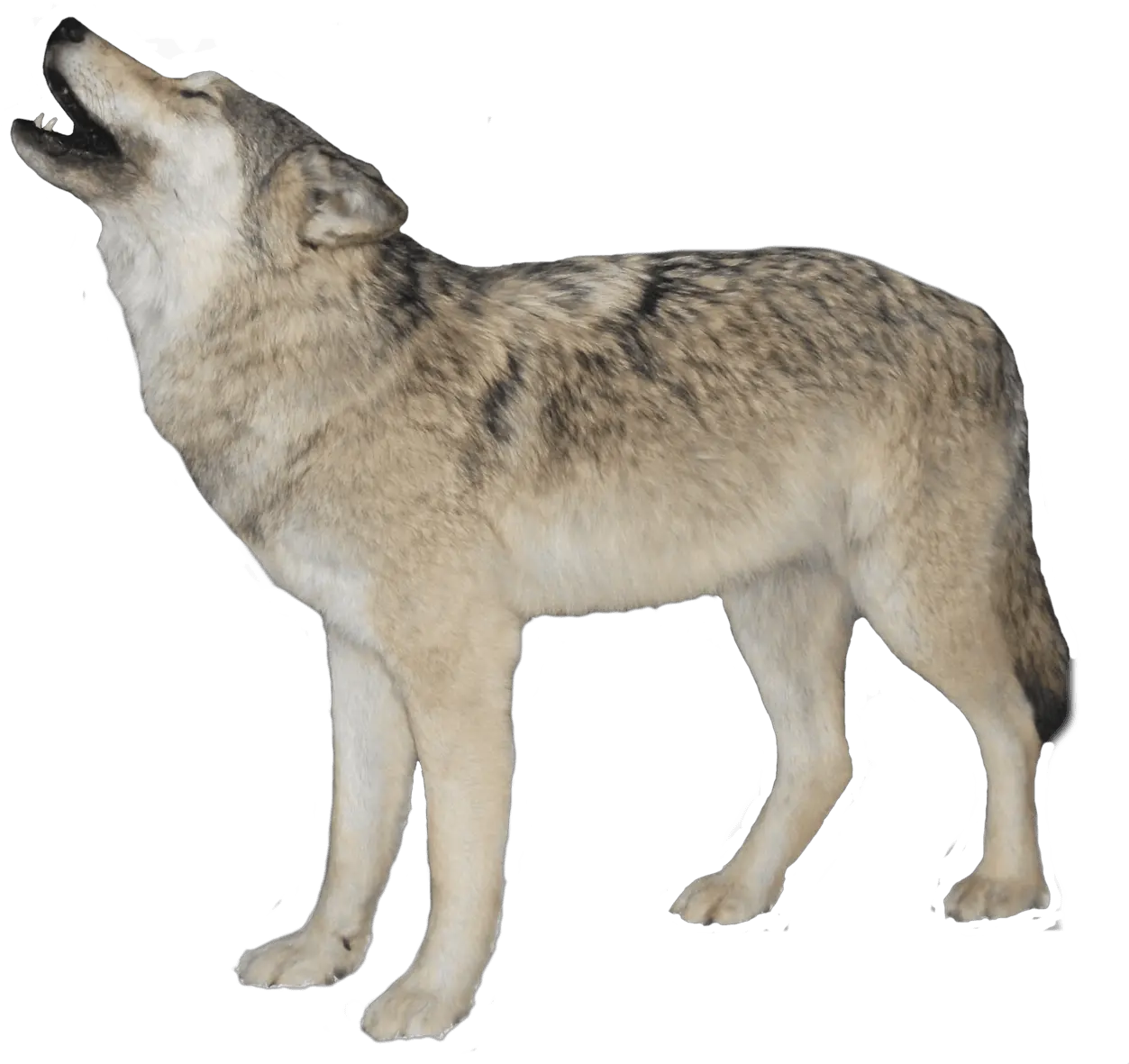  Idea Wolf Transparent Background Png Lobo Png