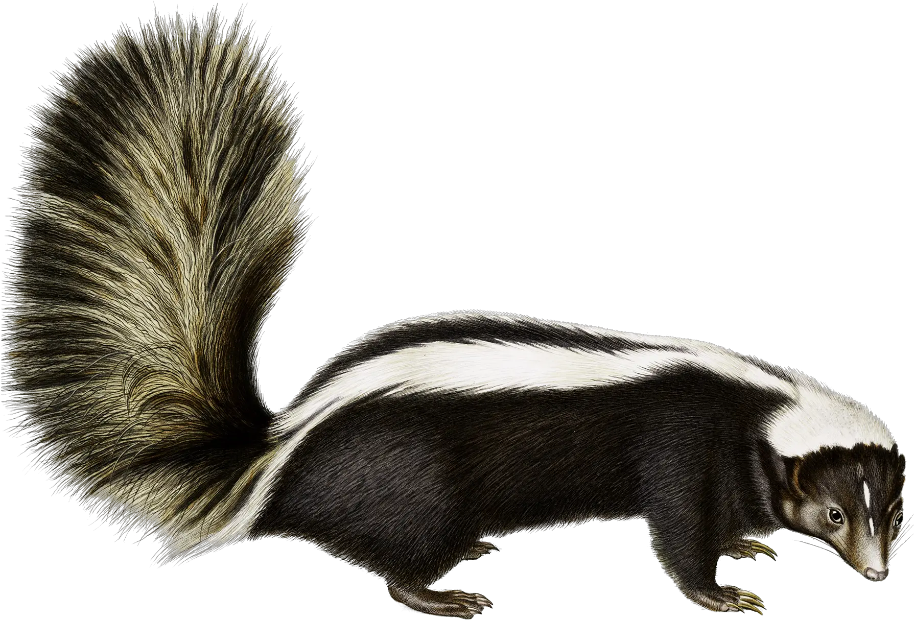  Skunk 8 Skunk Transparent Background Png Skunk Transparent