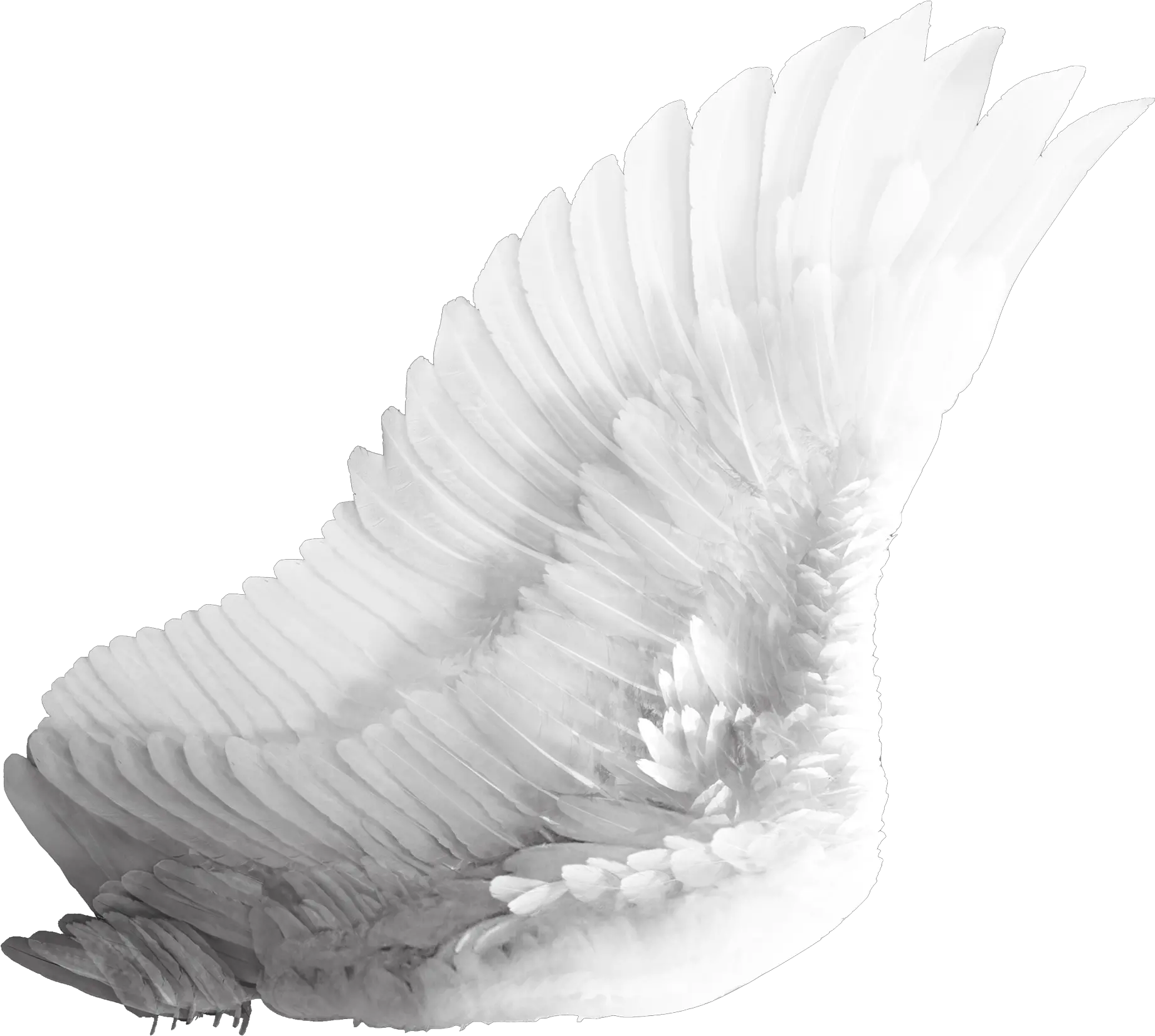  Download Black Wings Png Angel Wings Png Feather Wing Png