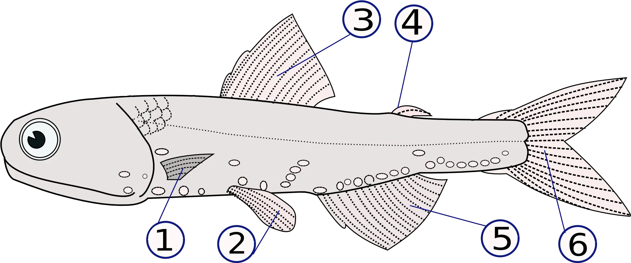  Filelampanyctodes Hectoris Finspng Wikimedia Commons Finlet Fin Png