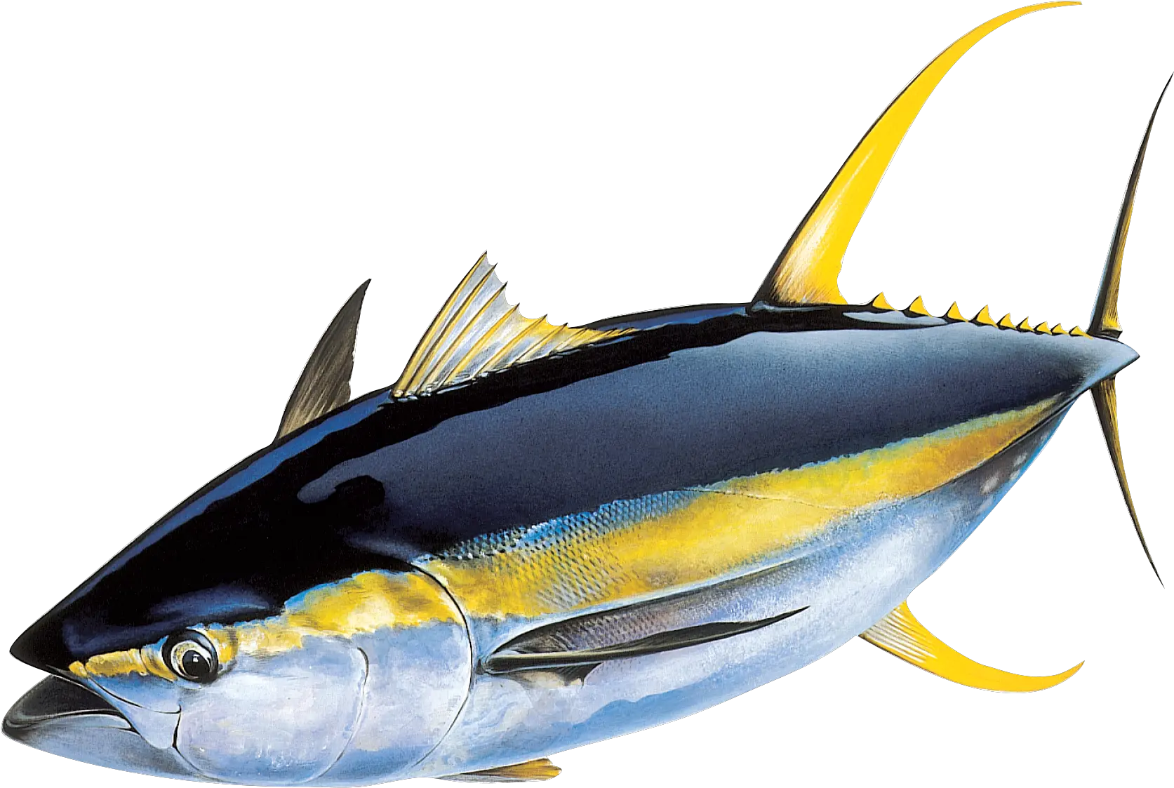  Png Tuna Transparent Tunapng Images Pluspng Yellowfin Tuna Fin Png