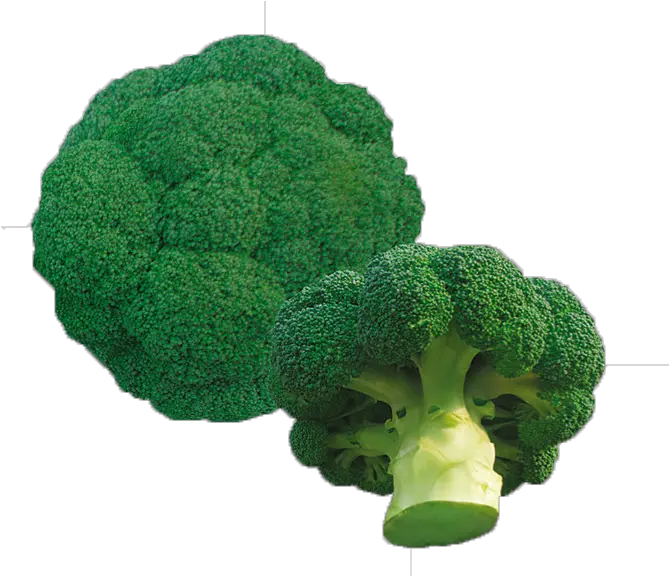  Download Sprouting Broccoli Full Size Png Image Pngkit Vegetable Broccoli Png