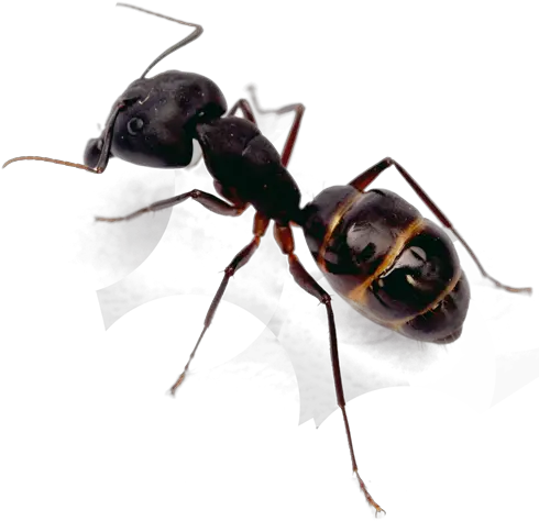  Ant Control Top Rated Exterminator San Diego Pest Management Isolated Ant Png Ant Png