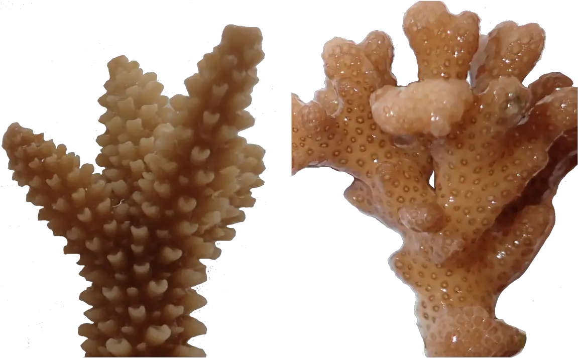  How Do Stressed Out Corals Smell Atlas Obscura Acropora Png Coral Transparent