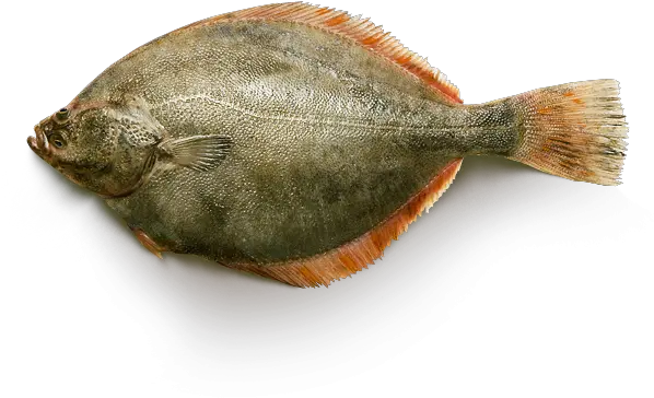  Download Yellowfin Flounder Yellowfin Sole Full Size Png Yellowfin Sole Flounder Png