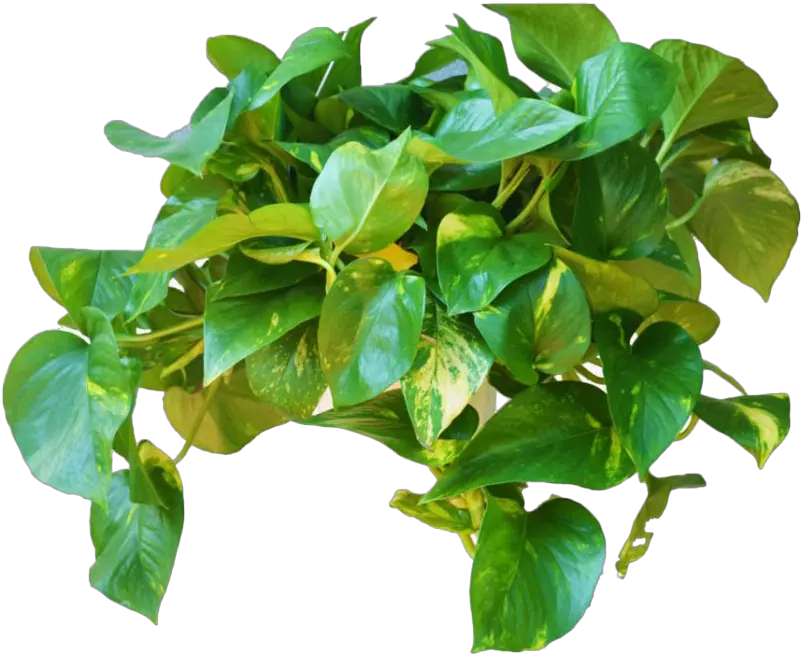  Green Leaves Ivy Hanging Png File Mart For Indoor Ivy Leaf Png