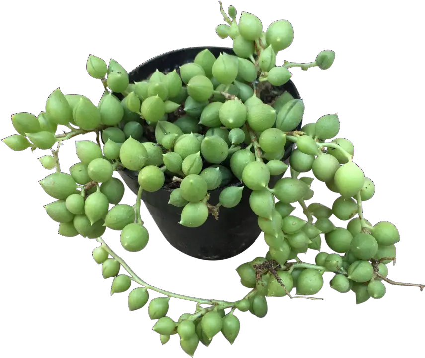  String Grapevines Png String Of Pearls Png