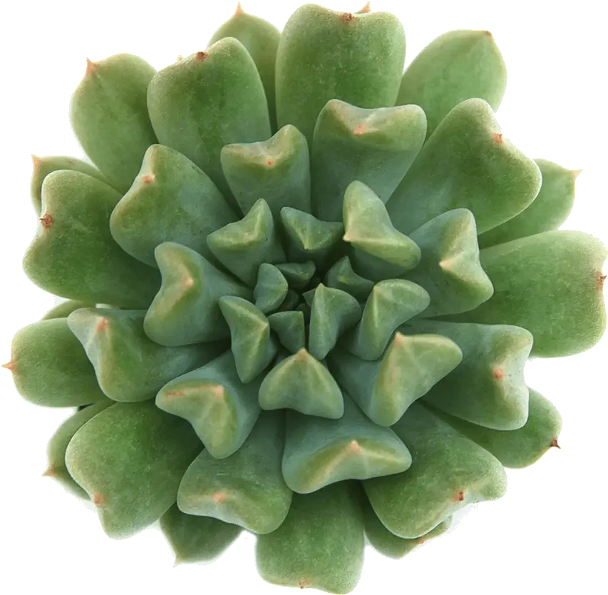  Succulent Png Image One Succulent Plant Clipart Transparent Pink Succulent Png