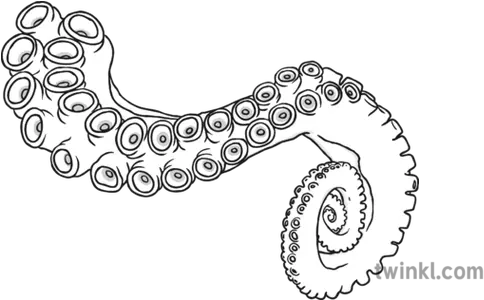  Tentacle Black And White Illustration Twinkl Line Art Png Tentacle Png