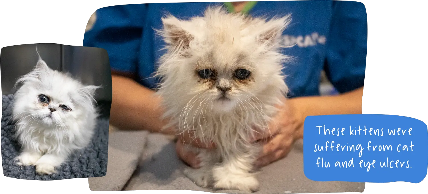  Persian Cats And Kittens Rspca Act Persian Png Kittens Png