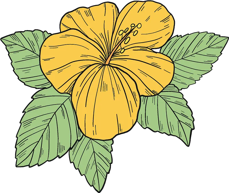  Yellow Hibiscus Flower Clipart Free Download Transparent Hawaiian Hibiscus Png Hibiscus Png