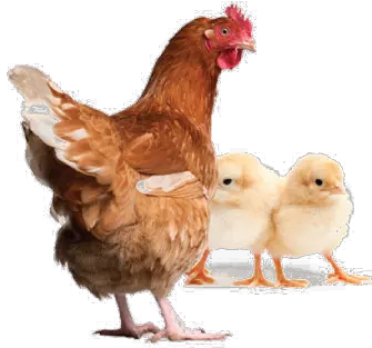  Hen Png Clipart All Chicken And Chicks Png Chicken Png