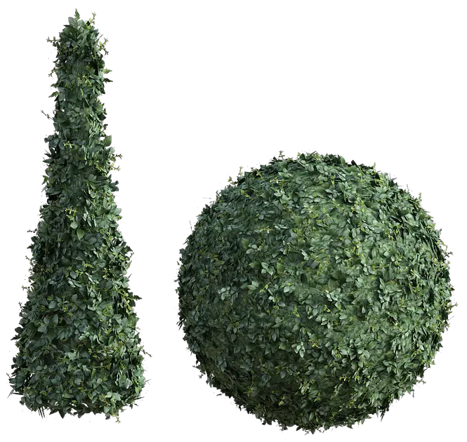  Topiary Bush Tall Topiary Plant Top View Png Hedge Png