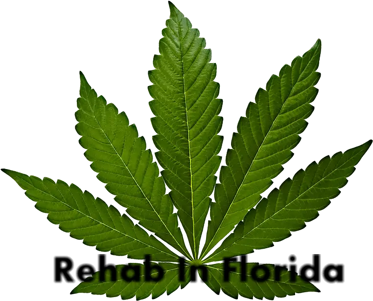  Cannabis Leaf Png Image Cannabis Leaf Cannabis Leaf Png