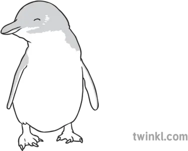  Fairy Penguin Black And White Illustration Twinkl Penguin Png Penguin Transparent