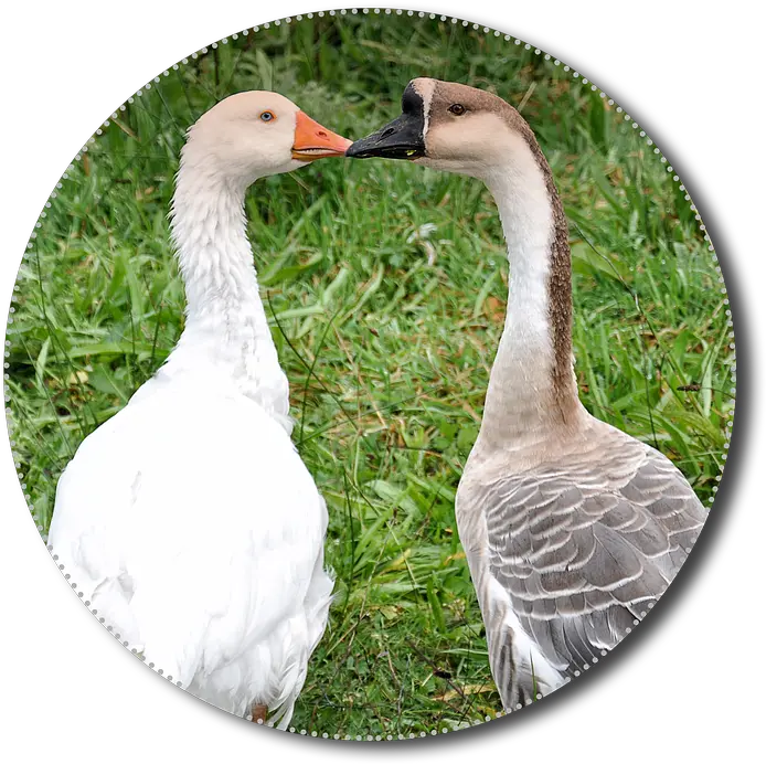  Png Animals Poultry Isolated Hewan Unggas Goose Transparent