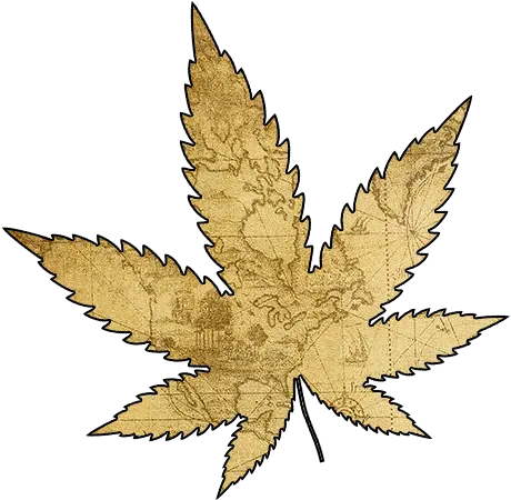  Cannabis 101 History U0026 Educational Information Mmp Directory Maple Leaf Png Marijuana Leaf Transparent