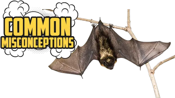  Canadian Wildlife Federation Whatu0027s Putting Bats Hanging Bat Wings Open Png Bat Transparent