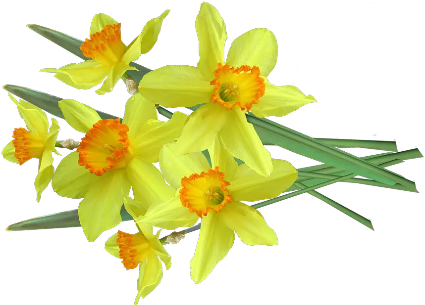  Daffodil Spring Flowers Free Photo On Pixabay Daffodil Png Daffodil Png