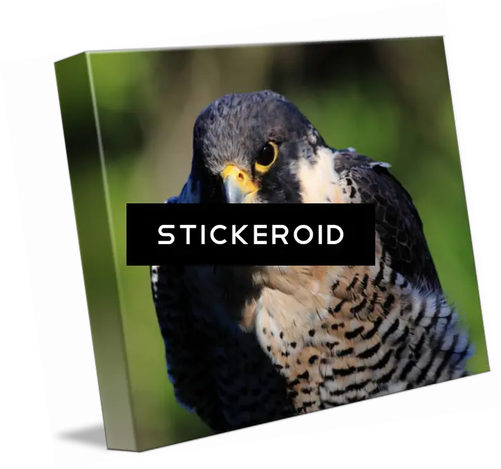  Download Peregrine Falcon Birds Portable Network Graphics Png Hawk Png