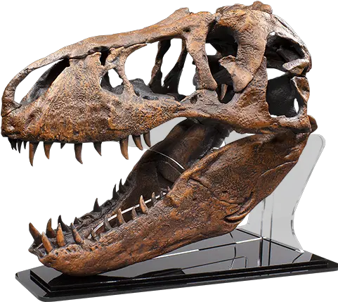  T Rex Skull Quarter Scale Replica Fossil T Rex Skull Png Dinosaur Skull Png