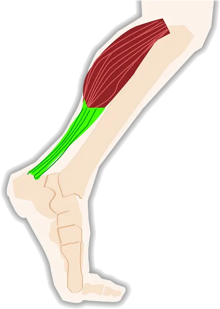  Triceps Calf Tendon Pain In Calf Walking Uphill Png Leg Png