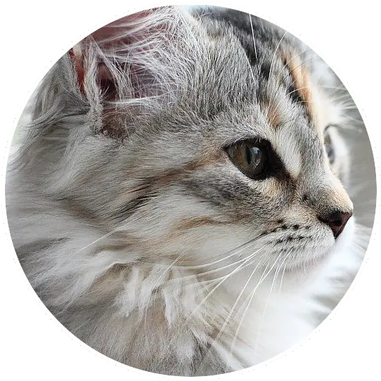  Inspirational Food U0026 Travel Blog Runawayann Asia Usa Domestic Cat Png Cat Profile Icon