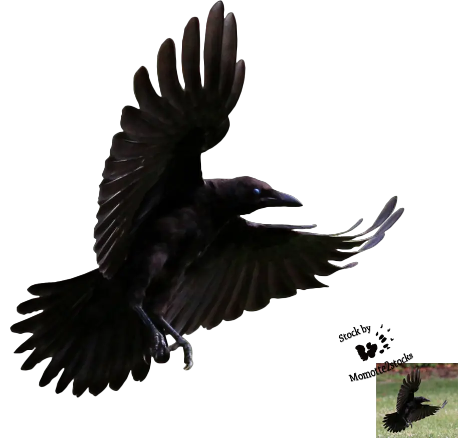  Library Crow Png Transparent Images Flying Crow Transparent Background Crow Transparent