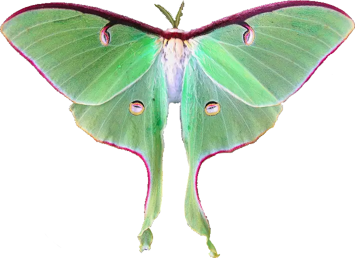  Download Hd Luna Moth Fairy Luna Moth Transparent Png Moth Png