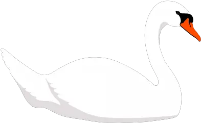  Download Swanpngtransparentimagestransparentbackgrounds Swan Png Icon Swan Png