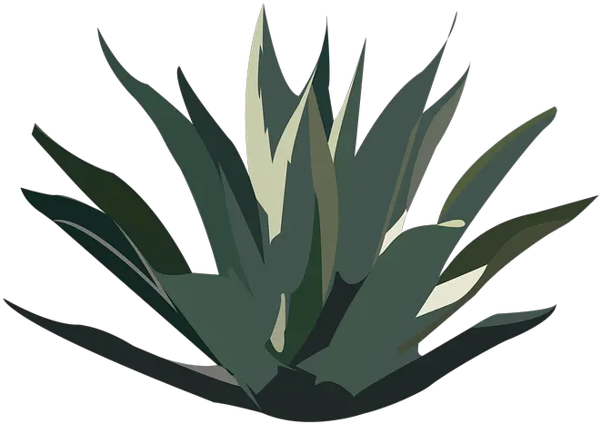  Maguey Desert Plant Agave Plant Tequila Png Agave Png