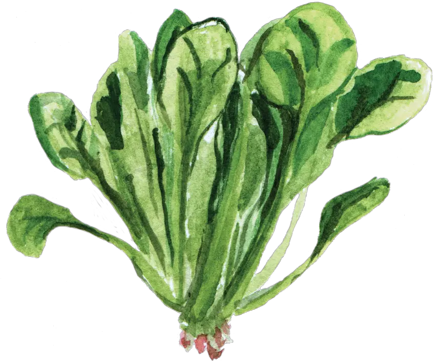  Spinach Spinach Watercolor Png Spinach Png