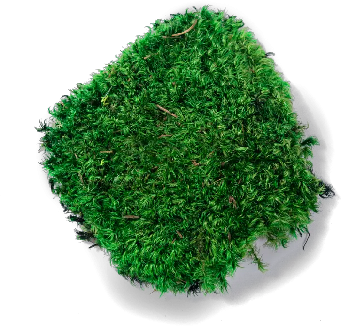  Download 1 Moss Transparent Background Png Moss Png