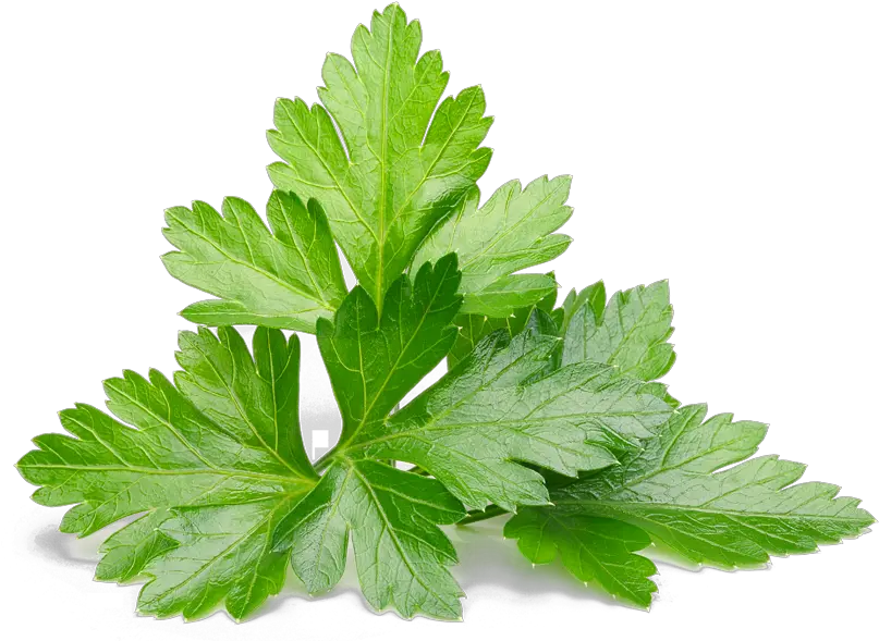  Download Parsley Leaf Coriander Leaves Png Cilantro Png