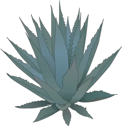  Download Agave Agave Cartoon Png Agave Png