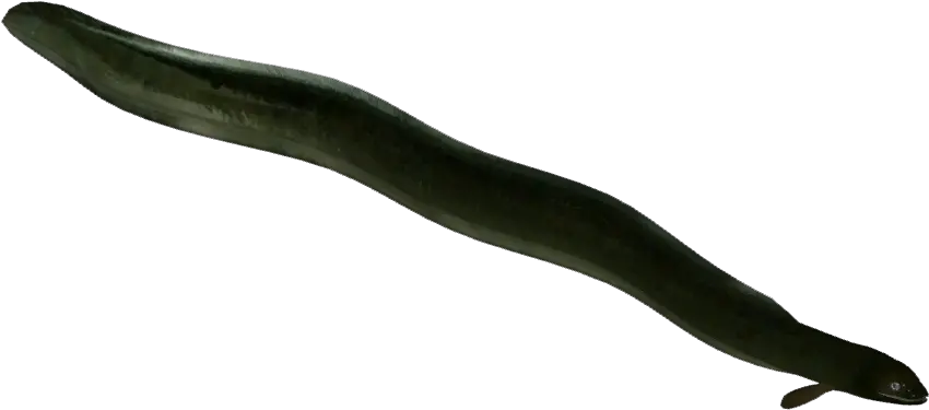  Download New Zealand Longfin Eel American Eel Png Eel Png